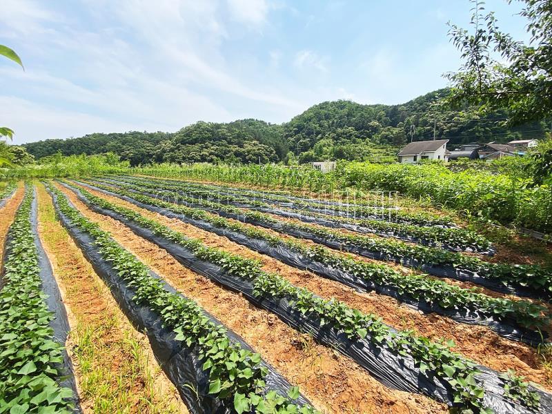 양평군 양서면 청계리 청계산 자락의 공기좋은 토지_10